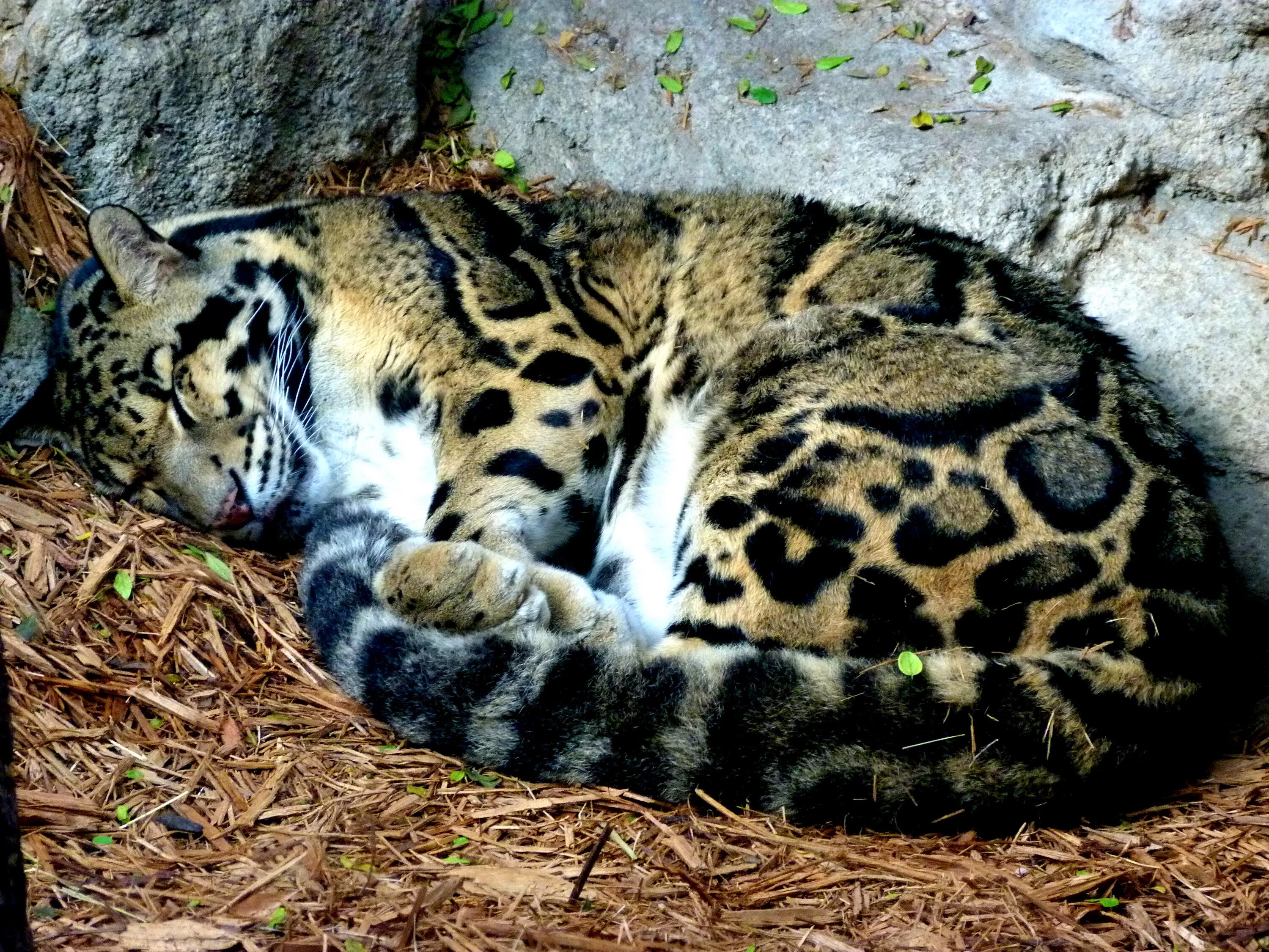 Clouded leopard