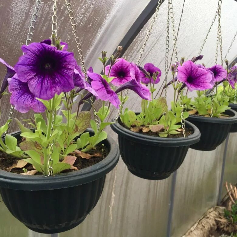 Петуния лиана. Петуния ампельная и каскадная. Петуния surfinia purple. Какие петунии лучше выращивать в кашпо. Петуния колебуха.