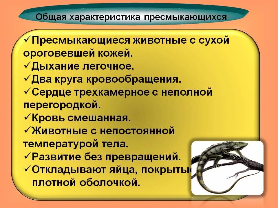 Общая характеристика пресмыкающихся. Характеристика класса пресмыкающие. Характеристика класс пресмыкающиеся или рептилии 7 класс биология. Общая характеристика пресмыкающиеся 7 класс биология. Важность сохранения в природе рептилий на примерах