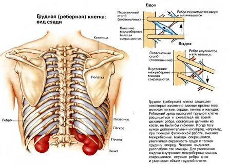 К грудине крепятся
