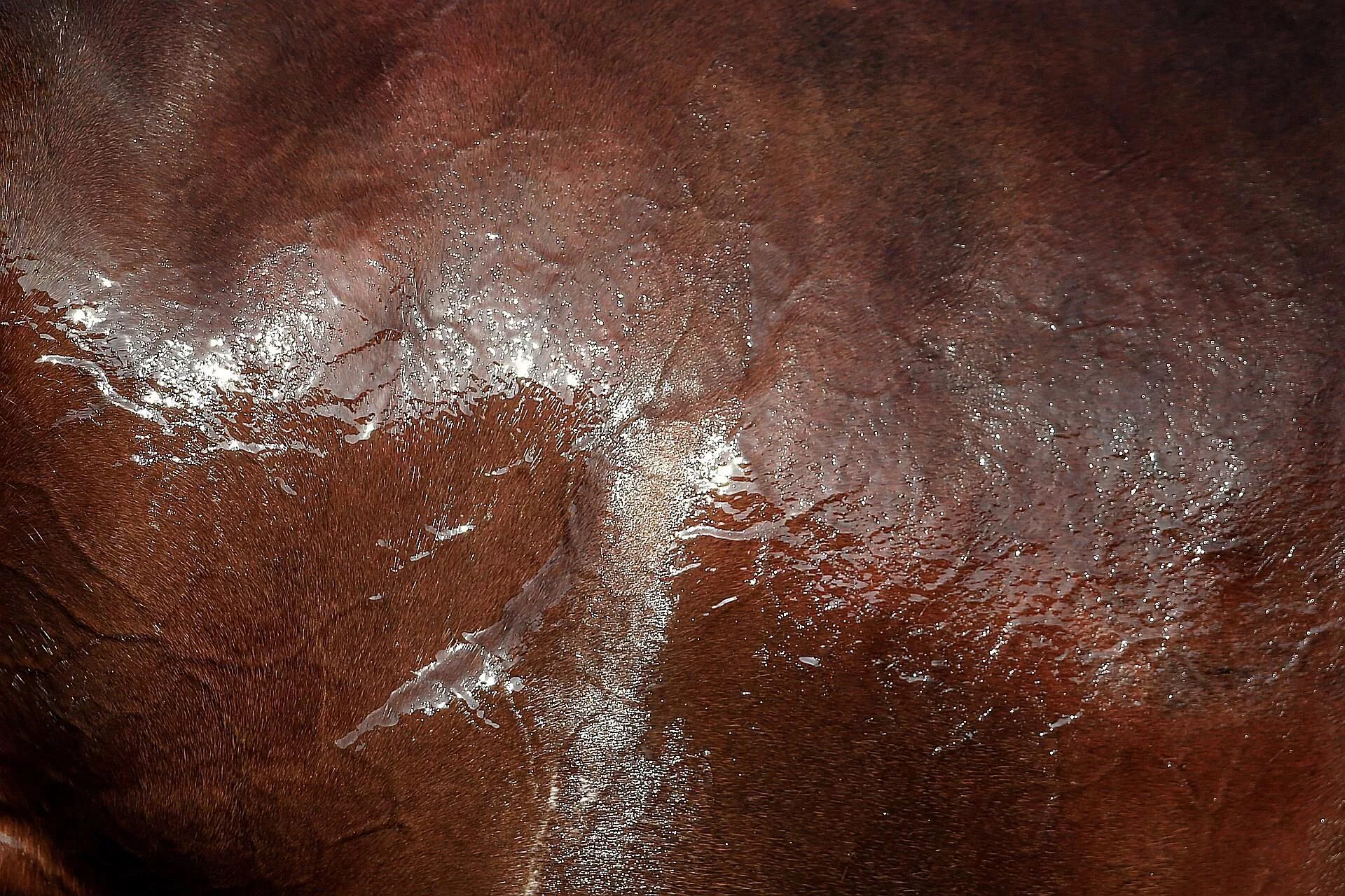 Выделенная кожа животных. Лошадиная кожа. потная лошадь. кожа животных. кожа крс.