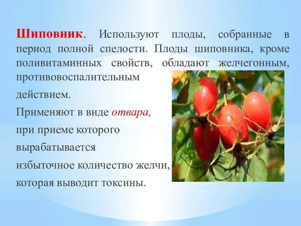 Шиповник имеет жизненную форму. Шиповник что используют. плоды шиповника для чего применяется. как шиповник используется людьми. шиповник свойства.