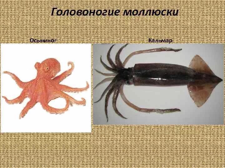 Кальмар и осьминог отличие. Кальмар и осьминог. классификация головоногих. кальмар и осьминог разница. отличие кальмара от осьминога.