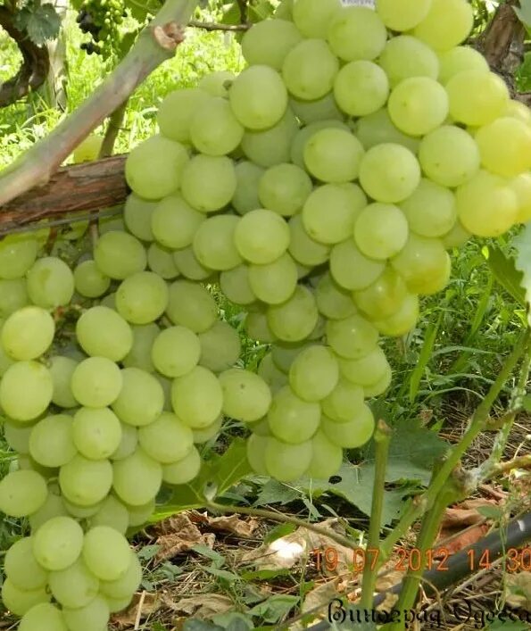 Виноград почтой. Зимостойкий виноград в саратове. Кирпильская лоза. Виноград почтой. Виноград почтой.