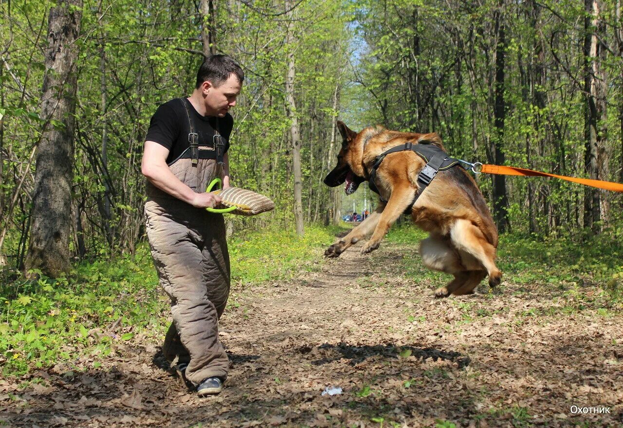 Дрессировка собак. Немецкая овчарка зкс. Немецкая овчарка окд. Тренировка собак. Тренировка собак.