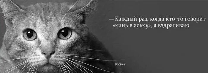 Форум кинь. Что будет если бегать и курить. Не бросайте животных цитаты. Форум кинь. Форум кинь.
