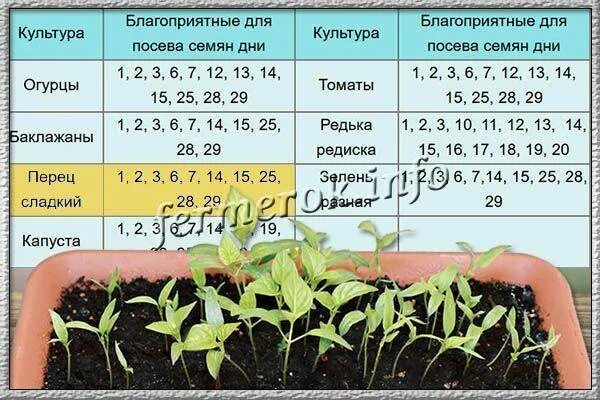 Дата посадки перца на рассаду. Даты посадки сладкого перца. Посадка болгарского перца на рассаду. Хорошие дни для посадки перца. При какой температуре можно пересаживать