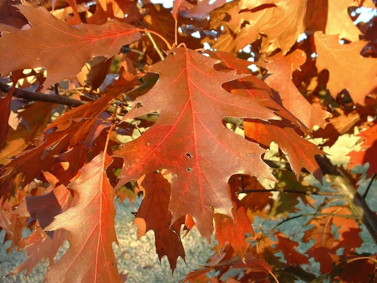 Quercus rubra (дуб красный) 'Aurea'. Клен дуболистный. Канадский остролистный дуб. Дубовидный клен. Красно черешчатый дуб