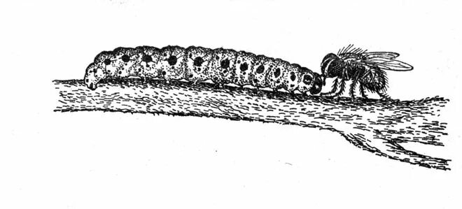 Муха гусеница. Мухи тахины личинки. Тахина Муха куколка. Личинки двукрылых.