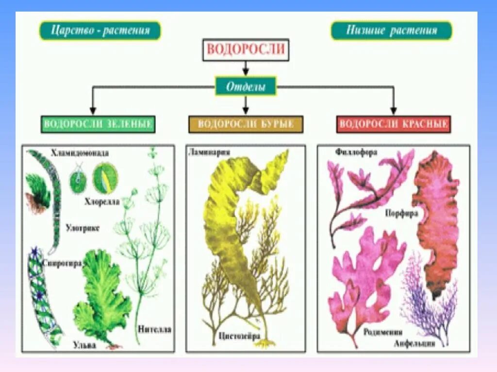 Обозначение водорослей. Строение и многообразие водорослей. Зеленые водоросли биология названия. Царство растений отдел водорослей. Группа растений водоросли.