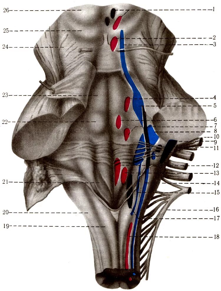 Ядра черепных нервов моста. Проекция ядер на ромбовидную ямку. 4 Желудочек ромбовидная ямка. Ядра черепных:нервов 4 желудочек. Ромбовидная ямка анатомия ядра.