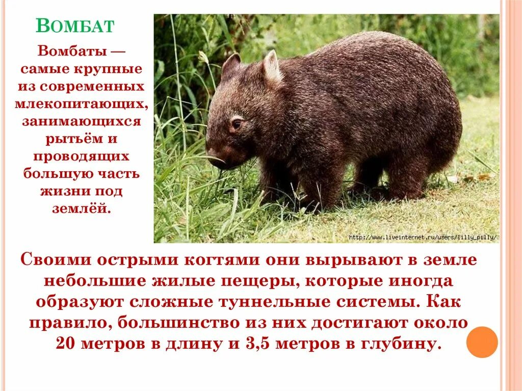 Wombat перевод. Вомбат животное описание. Вомбат когти. Вомбат сообщение. Вомбат в Австралии сообщение.