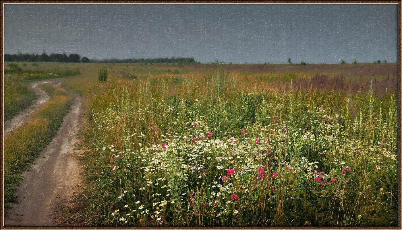 Сухая трава. Ни степи ни леса. Оренбургские степи целина. Степь эстетика. Луга мордовии.