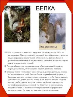 Белка красная книга
