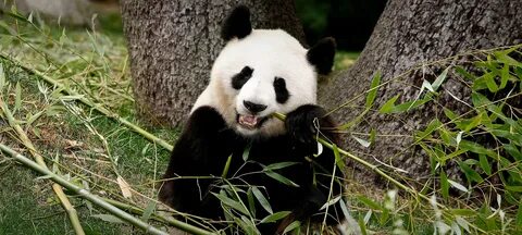 Panda life