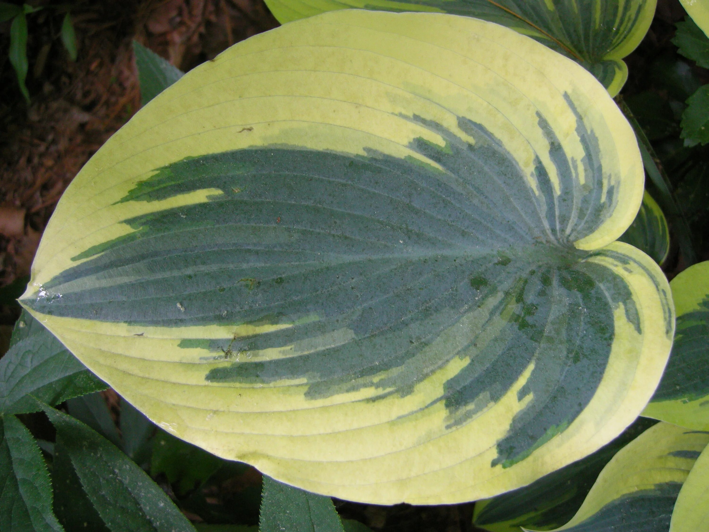 Хоста first. Хоста ферст фрост. хоста фёрст фрост. хоста hosta first frost. хоста 2025.