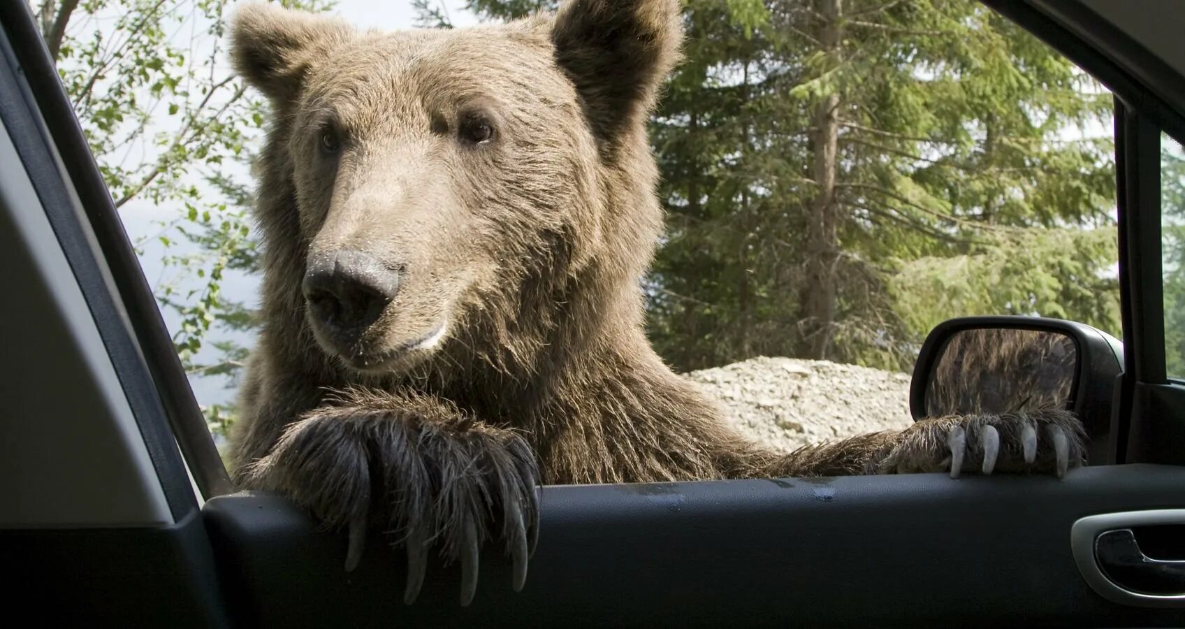 Black bear песня. Медведь за рулем машины. Rd 250 65e мануал. Speech skyrim meme. Рассказ о медведе на английском языке.