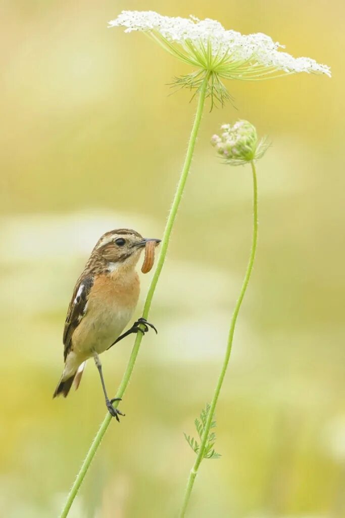 After a bird. Birds after.