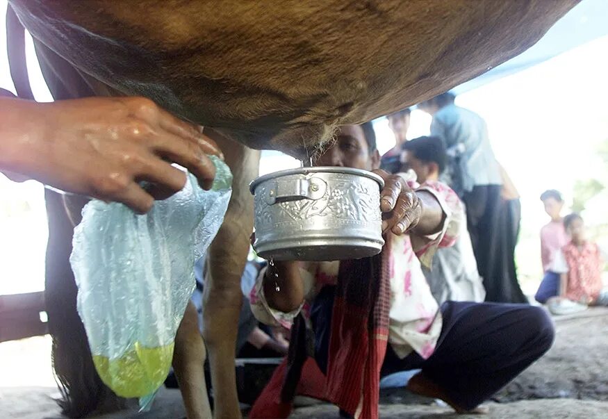 Бутылки с коровьей мочой. Пьет мочу коровы. Священная корова. Мемы про мочу. Человеческая моча.