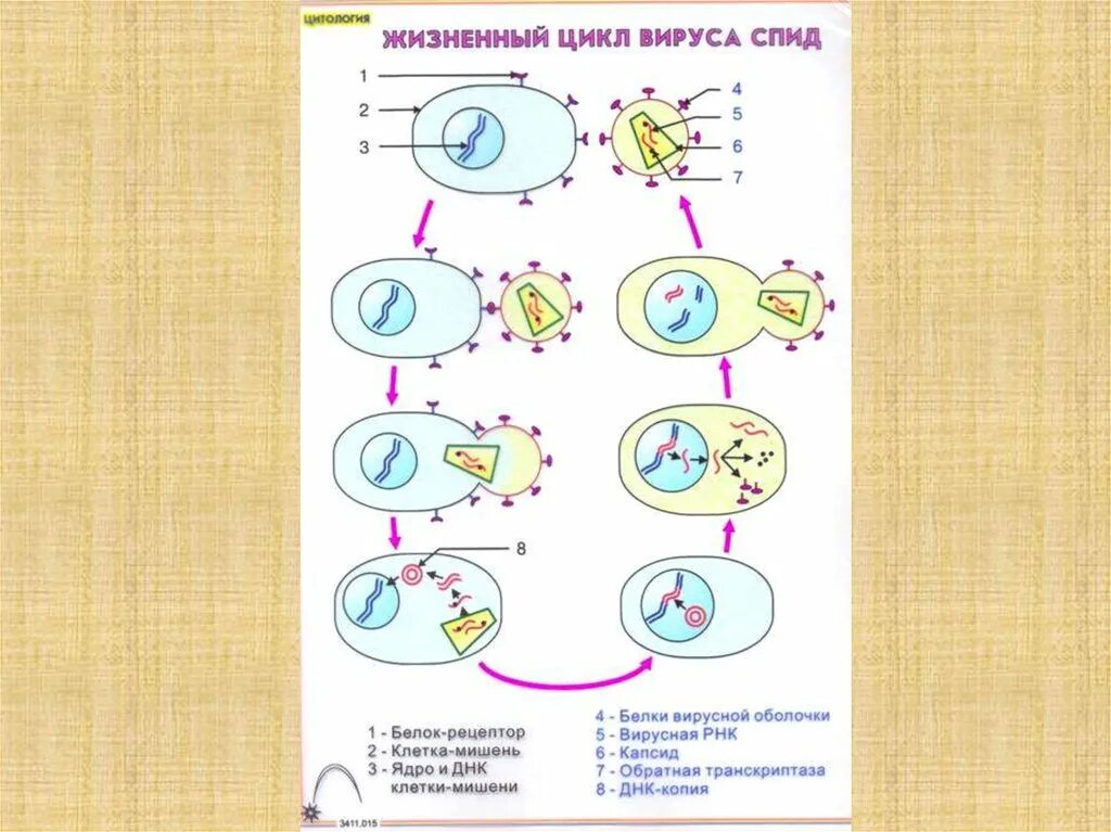 Жизненный цикл вируса схема. Жизненный цикл вируса биология. Цикл развития вируса биология. Фазы жизненного цикла вируса.