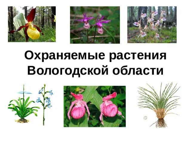 Сад содержащий коллекции охраняемых растений. Сад содержащий коллекции охраняемых растений