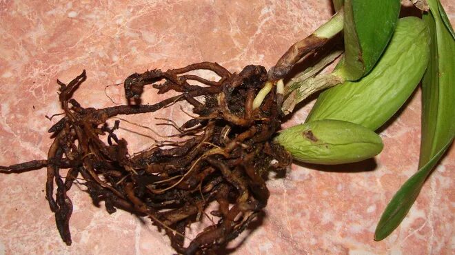 Фузариоз на корнях орхидеи. Размножение орхидеи корешками. Орхидея фаленопсис сгнили корни. Закукливание корешков орхидеи. Каттлея орхидея корни.