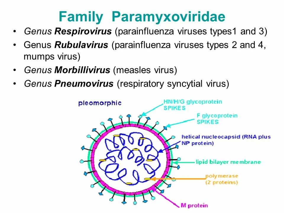 Вирус семейства Paramyxoviridae, рода paramyxovirus. Парамиксовирус РНК. Mumps Rubulavirus.