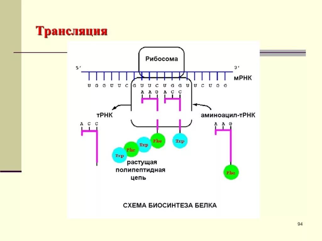 Трансляция биология схема. Процесс трансляции на рибосоме. Схема трансляции МРНК. ТРНК трансляция схема.