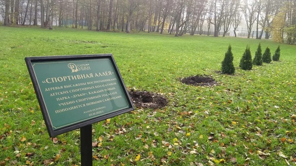 Парк дубки деревья. Парк дубки деревья. Парк дубки санкт-петербург сестрорецк. Дуб черешчатый парк таганрог. Парк дубки деревья.