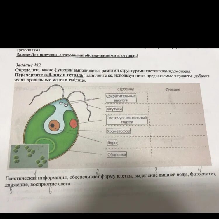 Структура клетки хламидомонады и функции таблица. Функции органоидов хламидомонады таблица. строение водоросли хламидомонады. хламидомонада строение и функции. строение и функции структуры клетки хламидомонады.