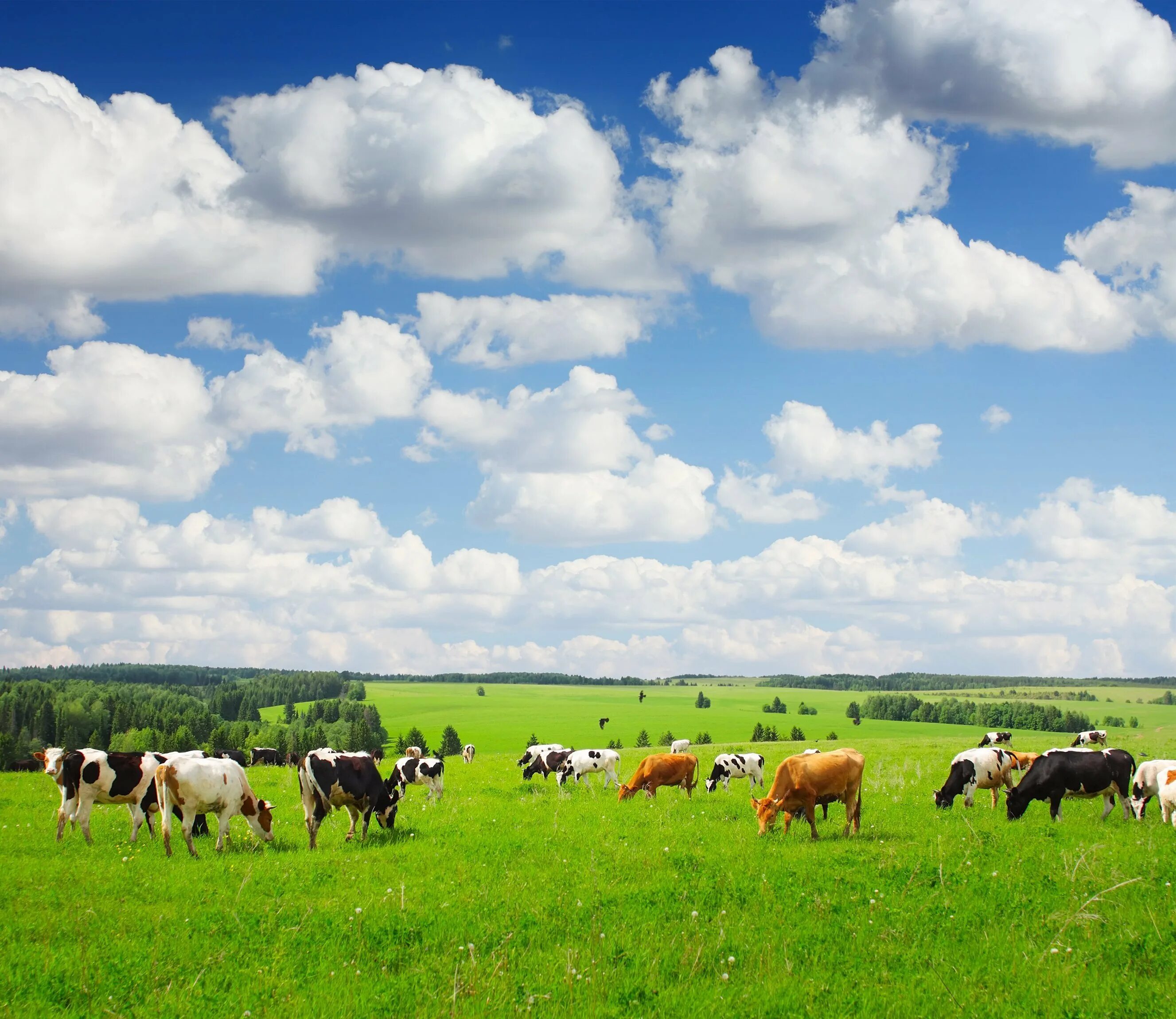 На лугу можно увидеть. Луговой пастбищный агроландшафт. Коровы на лугу. Луг с коровами. Коровы на пастбище.