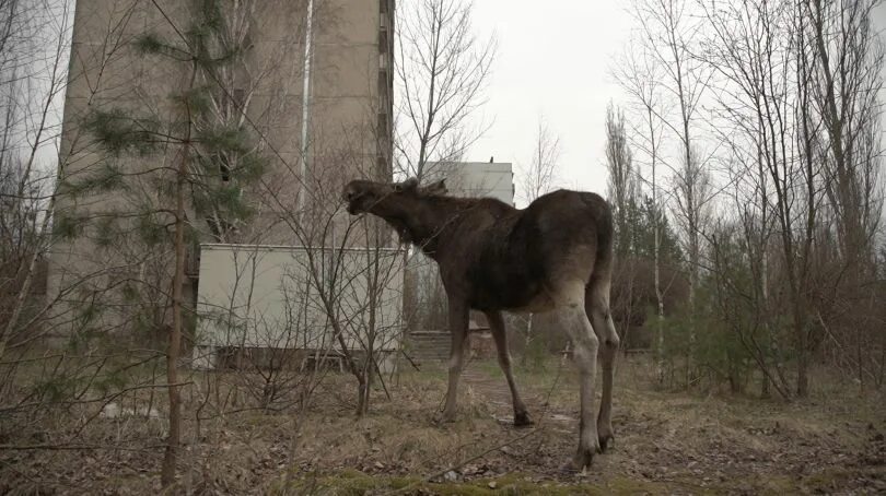 Chernobyl на русском. Чернобыль 2021. Припять 2022. Чернобыль Припять 2022. Чернобыль город Припять 2021.