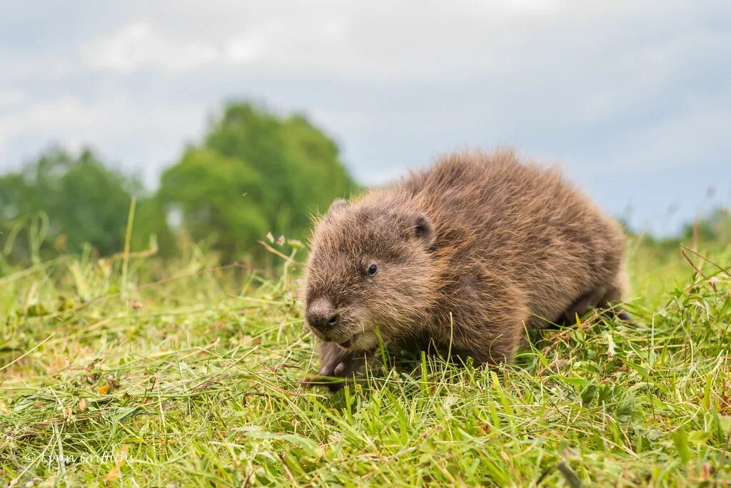 Березинский заповедник бобры. Речной бобр с детенышами. Речной бобр западносибирский дерево. Бобры фото для детей. Западносибирский речной бобр.