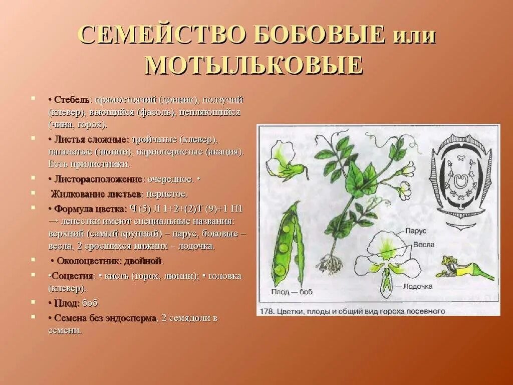 Тип жилкования у мотыльковых