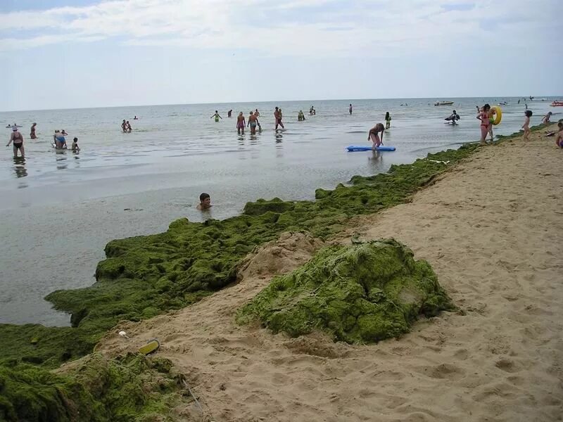 Водоросли в анапе. Камка в Анапе. Анапа море камка.