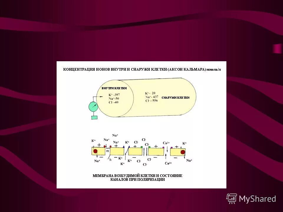 Концентрация ионов внутри и вне клетки. Концентрации ионов внутри и снаружи клетки. Ионы внутри и снаружи клетки. Концентрация калия внутри клетки. Заряд клетки внутри и снаружи.