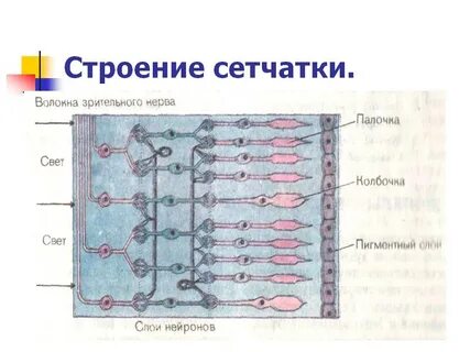 Сетчатка глаза функциональная грамотность