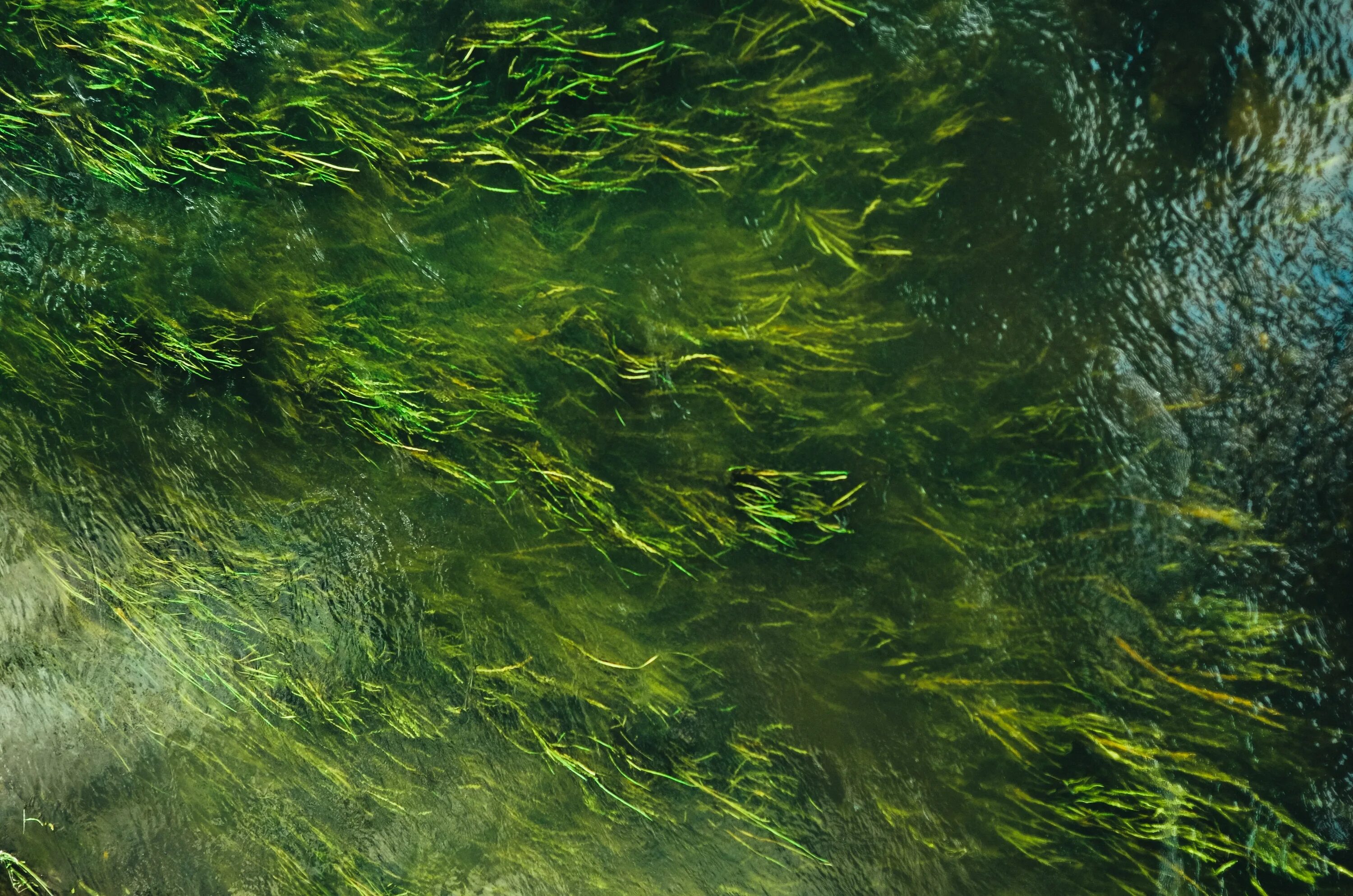 Ковид вода. Болотные водоросли. Текстура воды. Вода сверху.