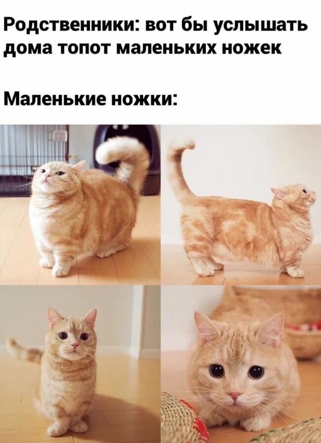 Мемы с котами. Котики смешные мемы. Известные мемы с котами. Популярные мемы про котов.