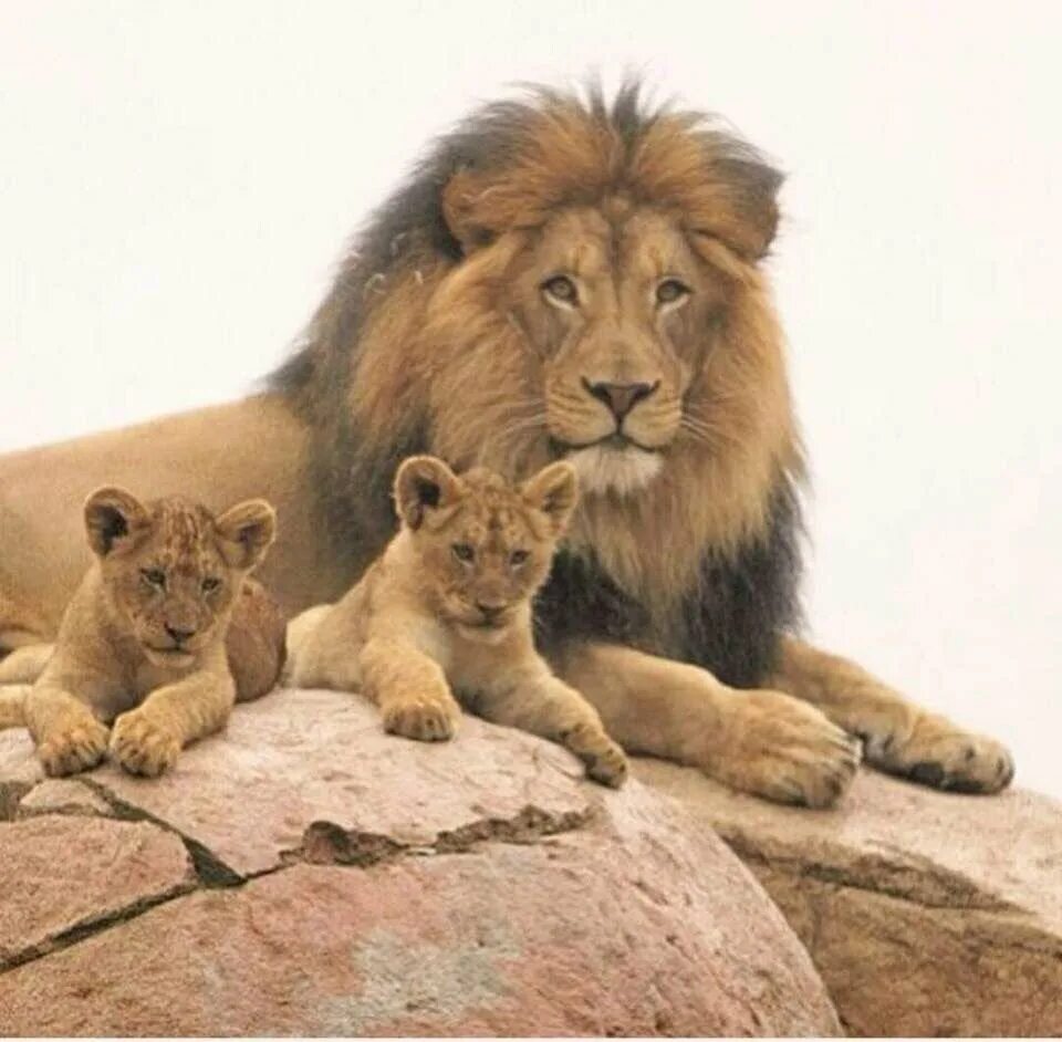 Львица живопись. Художник дэвид стрибблинг. Алмазная мозаика прайд львов. Лев и львица. Лев львица и львенок семья.
