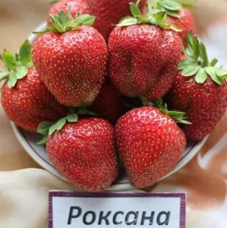 Клубника элли