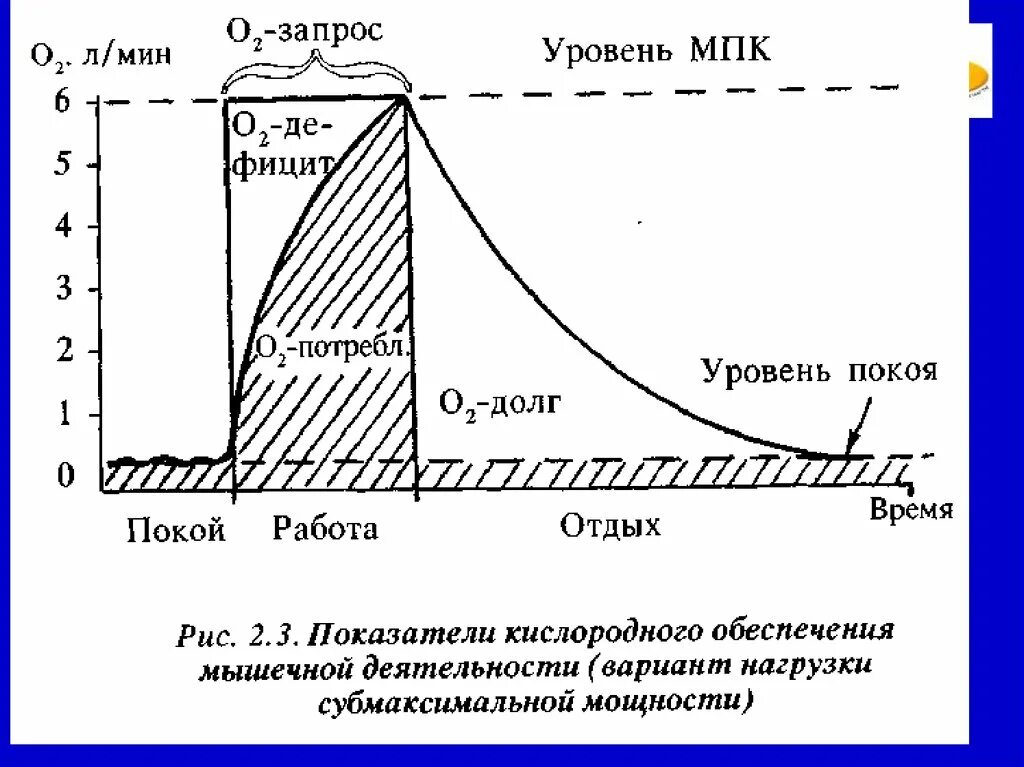Наиболее высокие значение максимального потребления кислорода