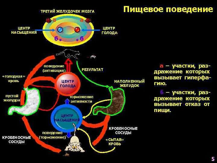 Пищевое поведение мозг. Центр сытости и голода. Гипоталамус центр голода и насыщения. Центры жажды голода и насыщения находятся в. Где находится голод