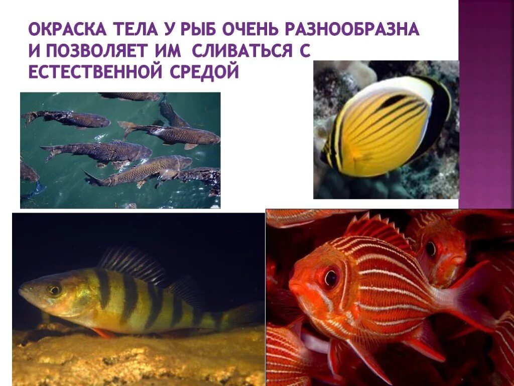 Значение туловища рыбы. Окраска тела. окрас тела рыбы. окраска тела карася. тип окраски рыб.