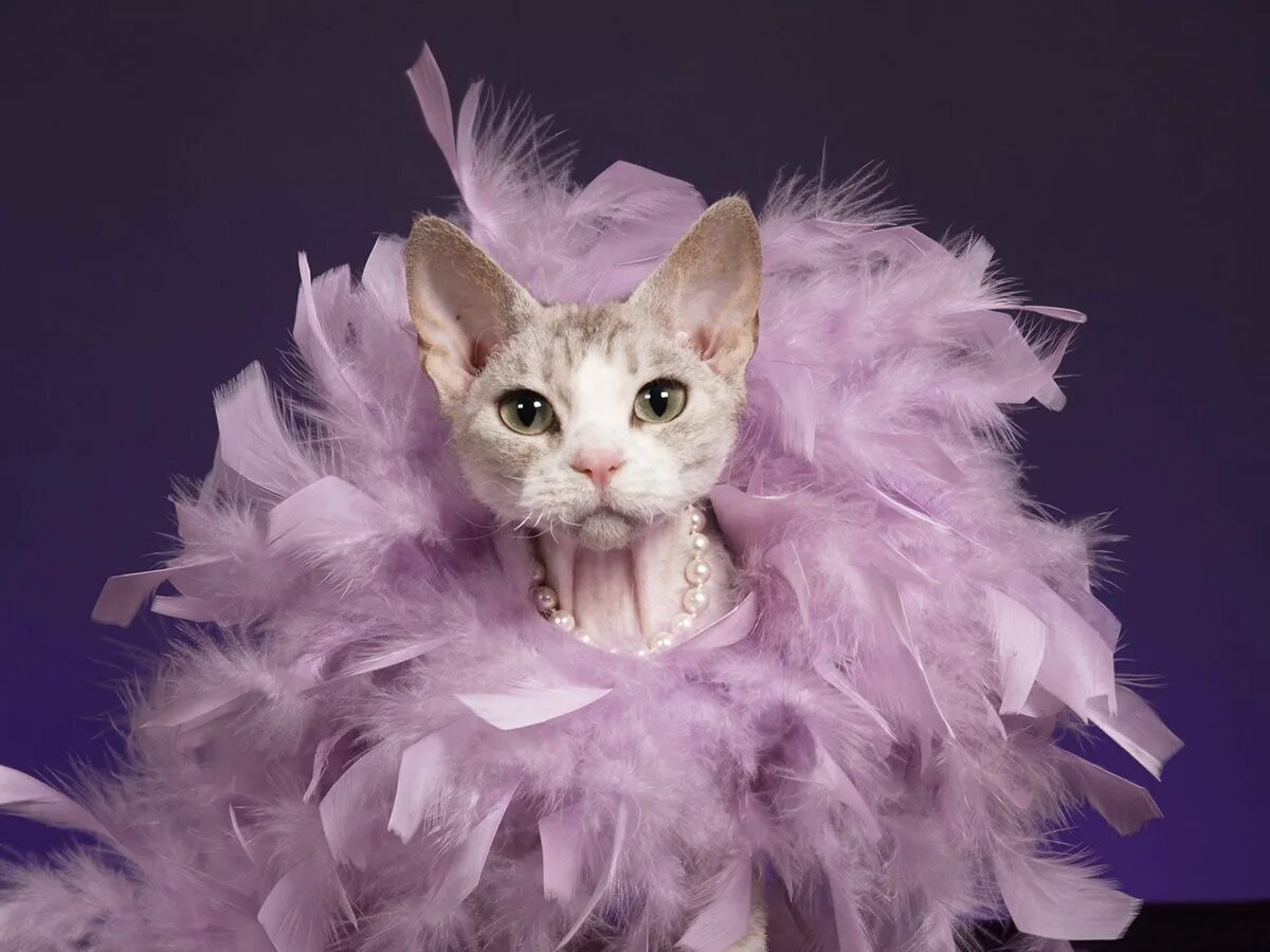 Нарядная кошка. Гламурная кошка. Нарядный котик. Кошка в платье.