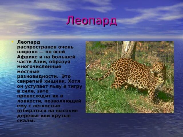 Проект о любом животном Красный Волк Реферат