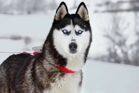 Цвет глаз у хаски