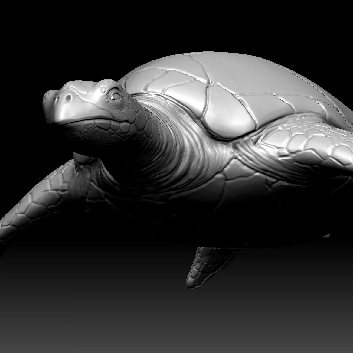 Черепаха 3 д модель. Черепаха 3д. черепаха 3d модель. zbrush животные.