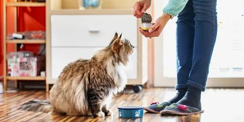 Каких кошек едят