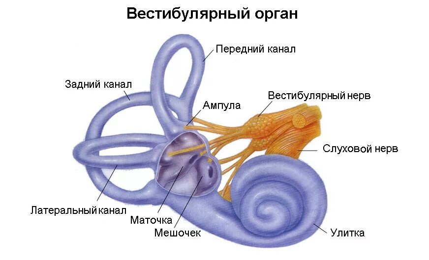 Анатомия вестибулярного анализатора. Внутреннее ухо вестибулярный аппарат строение. Внутреннее ухо маточка и мешочек. Отолитовый аппарат и полукружные каналы. Улитка является органом